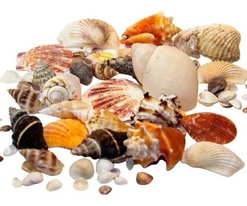 Conchas Do Mar Naturais - Mix Selecionadas - 1200 Gramas