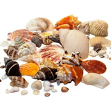 Conchas Do Mar Naturais - Mix Selecionadas - 1200 Gramas