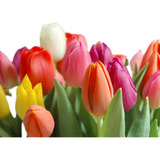 Bulbos De Tulipanes Grandes, Importados De Holanda X10 Unid