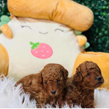 Hermosos Poodle Mini Toy Rojos