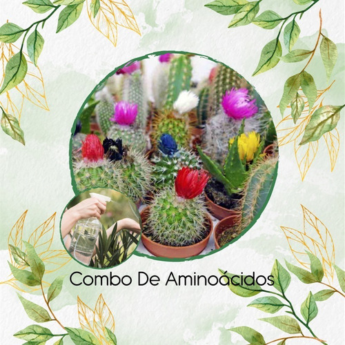 Abono De Aminoácidos Concentrado Para Cactus Mezcla