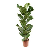 Pandurata Ficus De 1 Metro : Hojarasca Plantas :