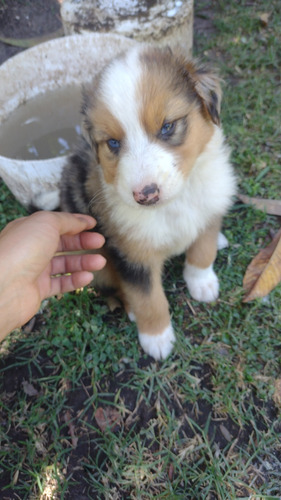 Cachorros Border Collie Blue Merle