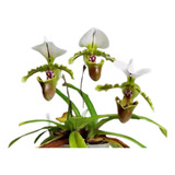 Orquídea Sapatinho Paphiopedilum Alfred Dimmock - Adulta !!!