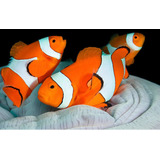 Pez Payaso Nemo - Amphiprion Ocellaris - Acuario Marino Reef