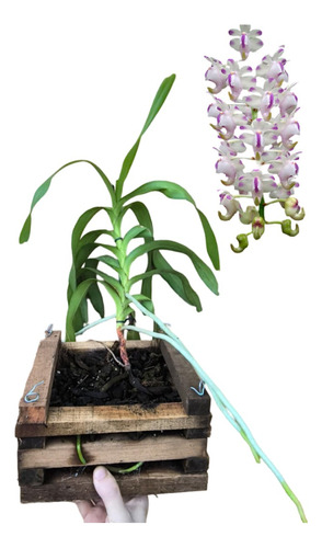 Orquídea Aerides Odoratum
