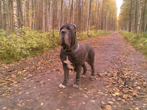 Imponente Mastin Criadero Mascotas Saint Daniel 8