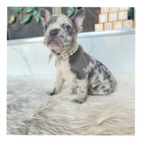 Bulldog Frances Blue Merle Cachorra