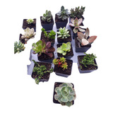 Suculentas Regalos Recordatorios Matera  7cms Pack X20