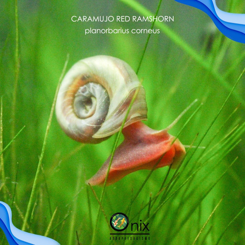 Caramujo Red Ramshorn Para Aquário 5 Unidades Carred5x