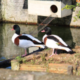 Casal Tadorna Tricolor 