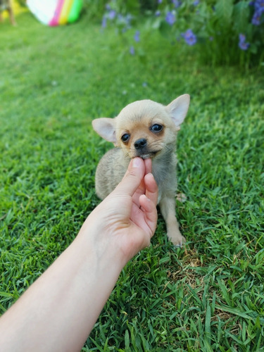 Hermosa Cachorrita Chihuahua Cabeza De Manzana Miniatura 