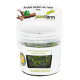 Anubia Barteri Nana Petite In Vitro - Plantfarm