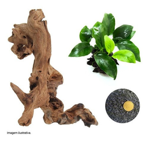 Kit Decoração Natural Aquário 50cm 45l Tronco Pedra Plantas