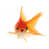 Pez Dorado Goldfish Pequeño