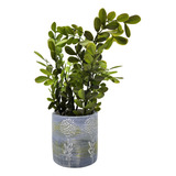 Planta Artificial Tropical Macetero Ceramica Azul Blanco