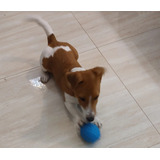 Filhote Jack Russel, Macho, Com Pedigree  Cbkc Oportunidade!