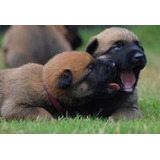 Cachorros Pastor Belga Malinois Perros En Venta Bucaramanga