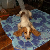 Cocker Cachorros Mar Del Plata Ruanos Dorados