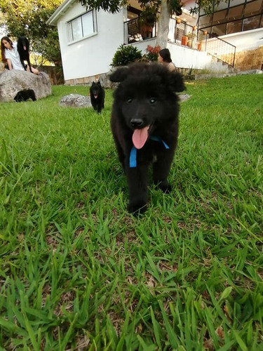 Hermosos Pastor Belga Groenendael Inscritos Kennel Club