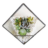 Terrario Amatista Chico Plantas Naturales 14.5cm X 14cm