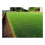 Grama Bermuda - 250g P/ 50m²- Sementes Para Campo Desportiv