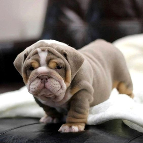 Cachorros Bulldog Ingles Perrito Bull Dog Puppy Cachorrito