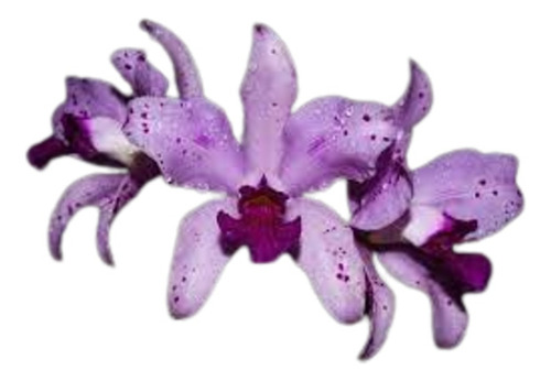 Orquídea Cattleya Amethystoglosa Pincelada X Rubra