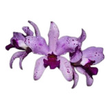Orquídea Cattleya Amethystoglosa Pincelada X Rubra