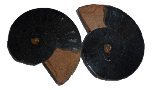 Mineral De Colección Amonites Fósil Pulido