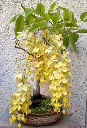 1 Arbolito De Lluvia De Oro Crecimiento Grande Ornato Flores