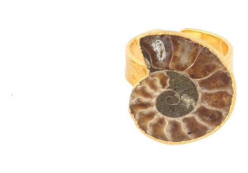 Anillo Con Bello Y Auténtico Fósil De Ammonite, Chapa De Oro