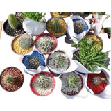 Cactus  Envase  Maceta 6 X 5 Unidades - Envios