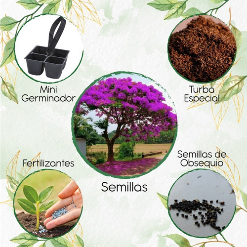 20 Semillas De Árbol Acacia Rosa + Mini Kit De Germinación