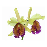 Orquídea - Cattleya Dowiana Var. Aurea