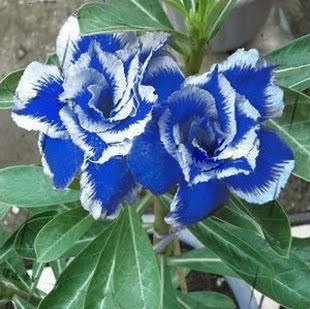 5 Sementes De Rosa Do Deserto Adenium Azul 