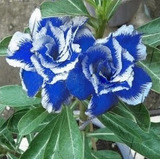 5 Sementes De Rosa Do Deserto Adenium Azul 