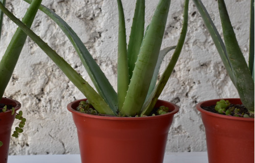 Aloe Vera Planta Medicinal De Flor Amarilla 