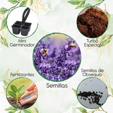 100 Semillas Flor Lavanda + Mini Kit De Germinación