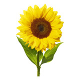 Girasoles ! Sunflower ( Helianthus Annuus) ,x 4 Plantas 