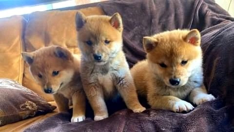 Cachorros Shiba Inu 