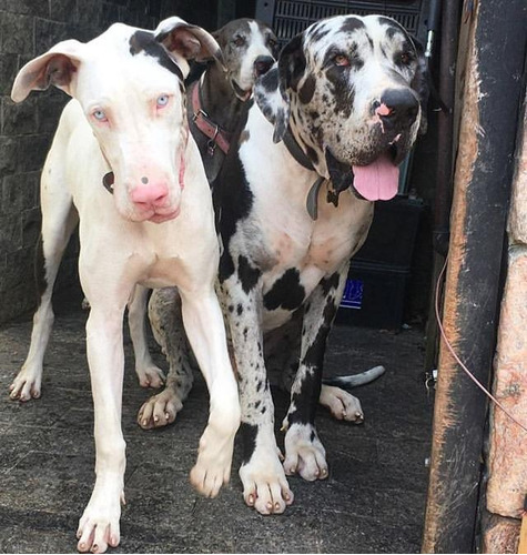 Dogue Alemão, Filhotes Lindos 100% Puros