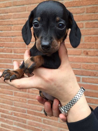 Cachorros Salchicha Miniatura Dachshund