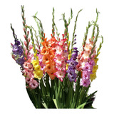 100 Bulbos De Gladiolus - Gladiolas Gladiolos Color Surtido