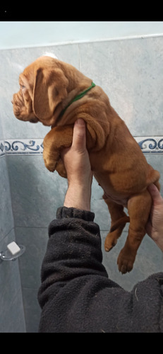 Cachorro Dogo De Burdeos Padres Exelente Pedrigue 