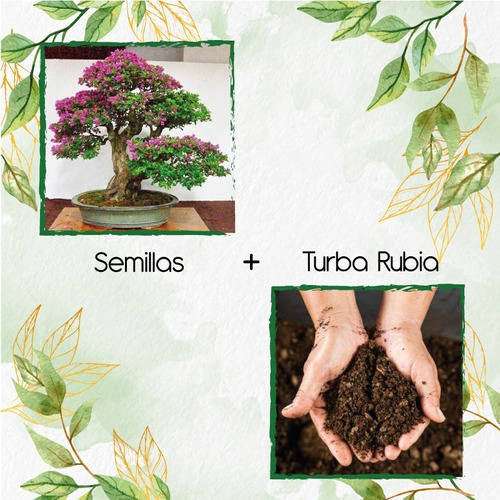 100 Semillas De Bonsái Ocobo + Turba De Germinación