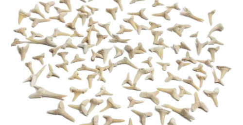 Lote De 200 Dientes De Tiburon Fosiles De Marruecos 