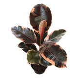 Ficus Elastica Ruby De  40 A 50cm