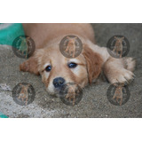 Cachorros Golden Retriever Obra Social Y Garantia Escrita