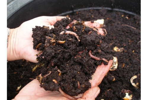 100 Lombrices Rojas Californianas Compostera Humus Compost